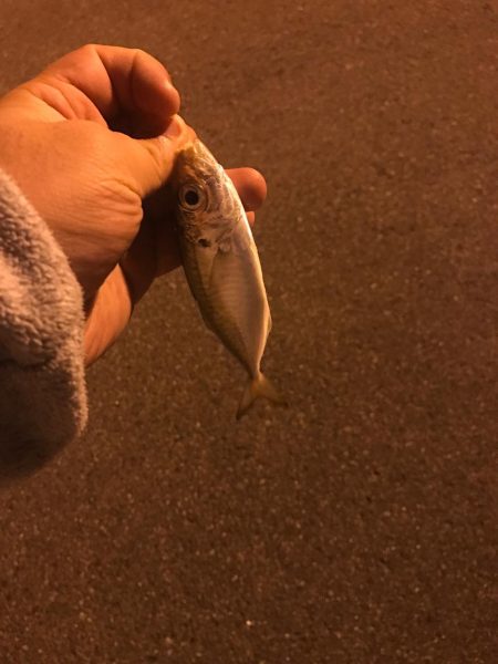 アジングムツングそして