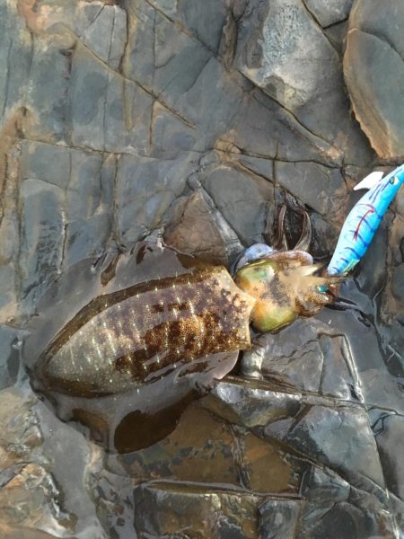 串本をランガン