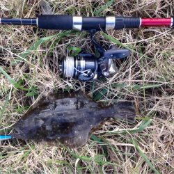 初ヒラメ、ソゲとも言う