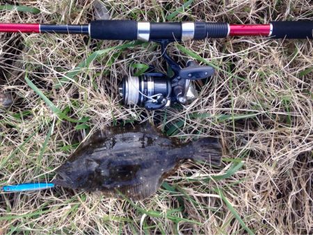 初ヒラメ、ソゲとも言う