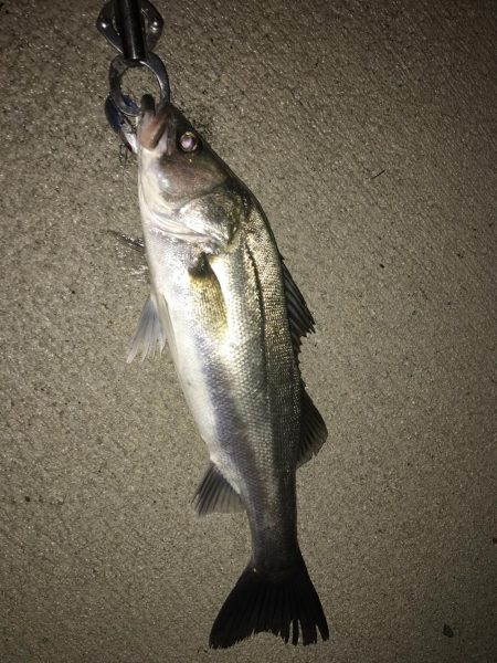 ベイトがいっぱい