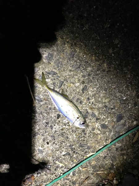 アジとなんか分からん魚