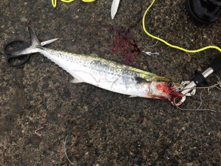 雨の中どうにかサゴシ。