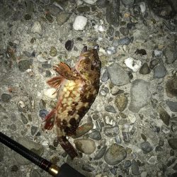 ガシラのマンション