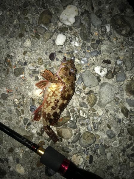 ガシラのマンション