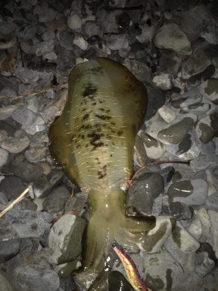 大里松原海岸 アオリイカ1kg+3杯で入魂…