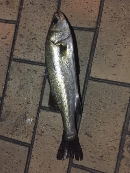 夕マヅメで40cmセイゴ