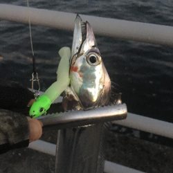 大阪奥湾ワインド シーサイドコスモ