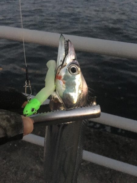 大阪奥湾ワインド シーサイドコスモ