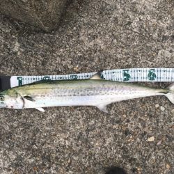 ハマチをショアジギングで釣りたくて