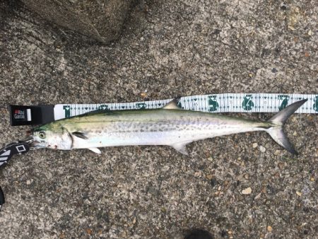 ハマチをショアジギングで釣りたくて