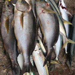 鵜来島 磯フカセ！