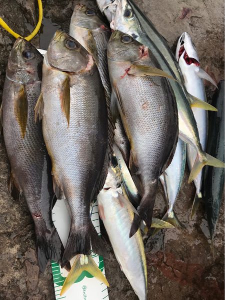 鵜来島 磯フカセ！