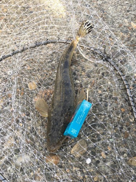 暇つぶしショアジギ