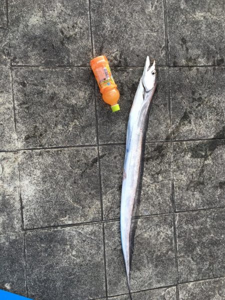 夕まずめ釣行in北公園