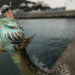 メバルは無し！