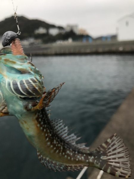 メバルは無し！