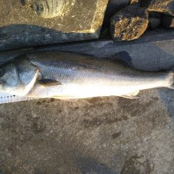 阿南市の那賀川河口でシーバス