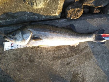 阿南市の那賀川河口でシーバス