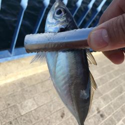 大阪奥湾サビキ アジ快釣