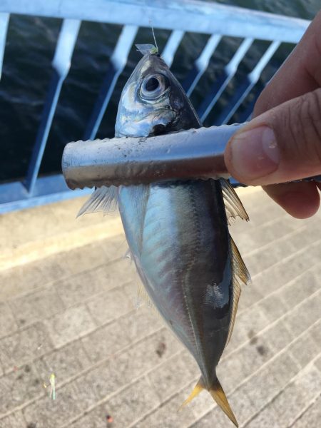大阪奥湾サビキ アジ快釣