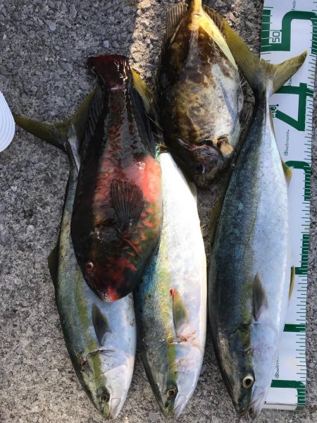 御五神島 フカセ&ルアー