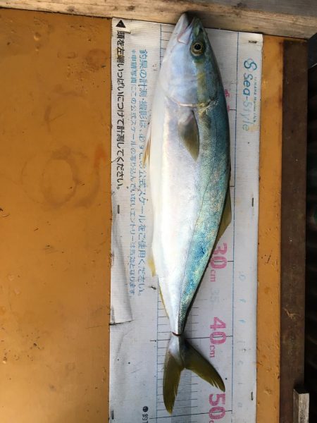 船からインチク