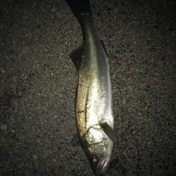 ライトチーバスやってたら…