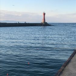 仕事帰りにサビキ