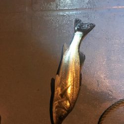 長良川ボートシーバス