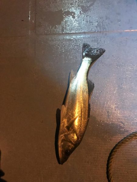 長良川ボートシーバス