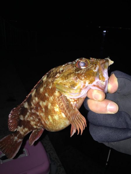 夜のガシラ釣り