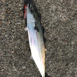 パラダイス♫でもサゴシ