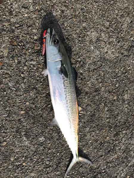 パラダイス♫でもサゴシ