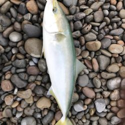 メジロ( ´ ▽ ` )ﾉ