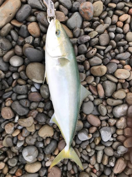 メジロ( ´ ▽ ` )ﾉ