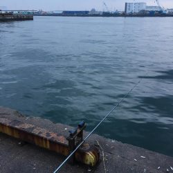 朝マズメ2時間勝負