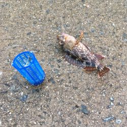 イワシはいませんでした。