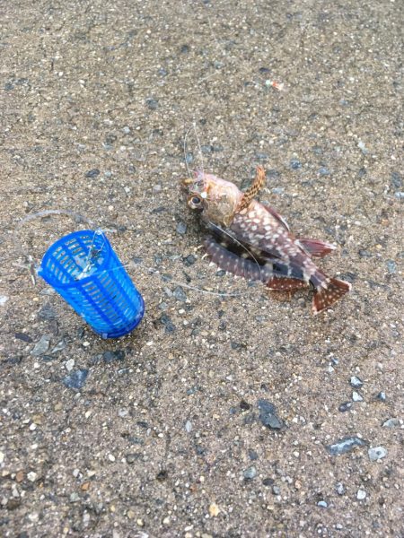 イワシはいませんでした。