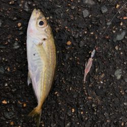 坊主を回避した(笑)。