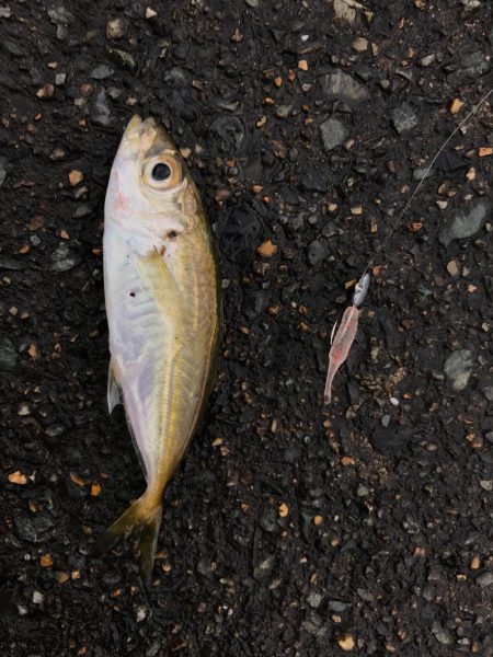 坊主を回避した(笑)。