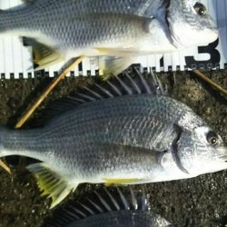 改めて早朝の部！