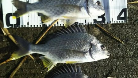 改めて早朝の部！