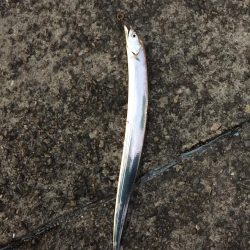 タチウオシブい