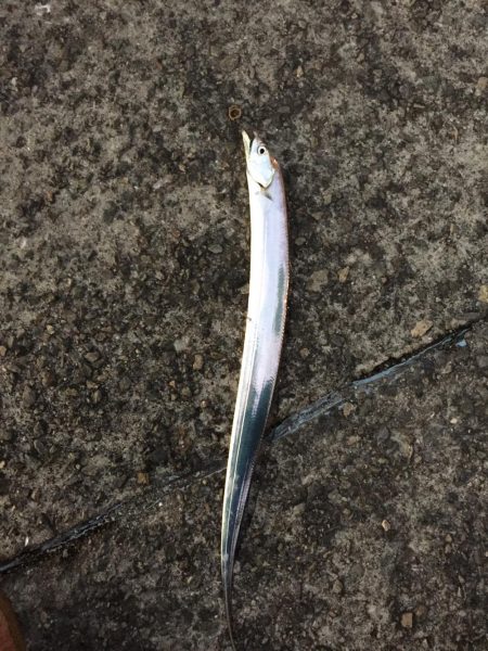 タチウオシブい