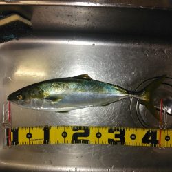 ジグパラスピンでツバス