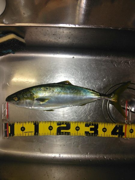 ジグパラスピンでツバス