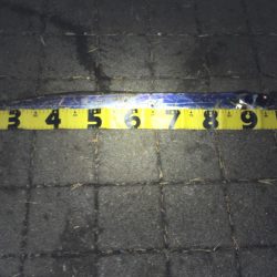 青物不発からのドラゴンゲット！