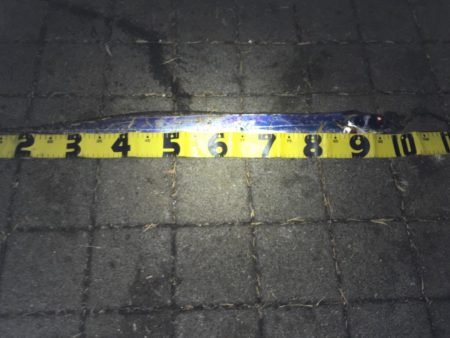 青物不発からのドラゴンゲット！