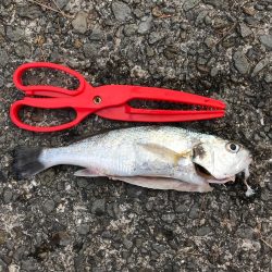 やっと釣れた✨